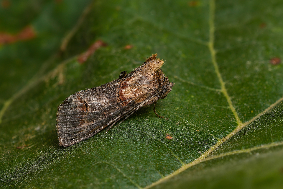 Abrostola triplasia - közönséges csalánbagoly