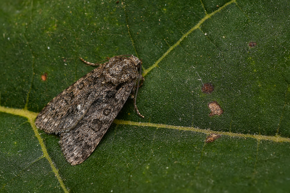 Acronicta rumicis - sóska-szigonyosbagoly