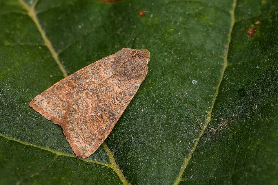 Cirrhia ocellaris - fakó sárgabagoly Cirrhia ocellaris - fakó sárgabagoly
