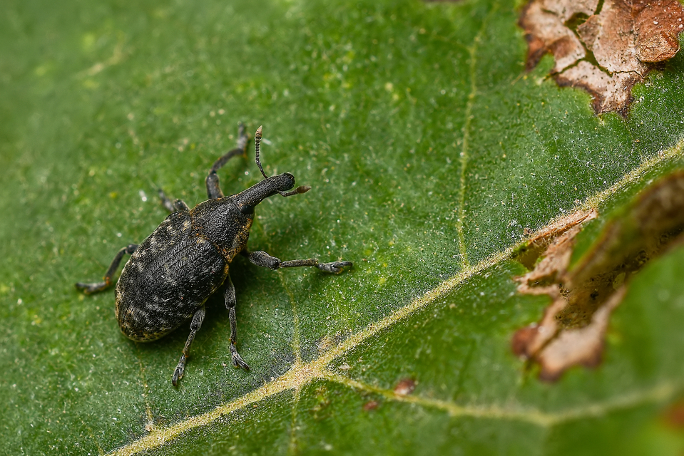 Larinus sturnus - aszat-púderbarkó
