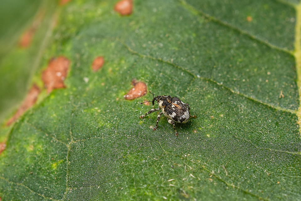 Hadroplontus trimaculatus - háromfoltos aszatormányos