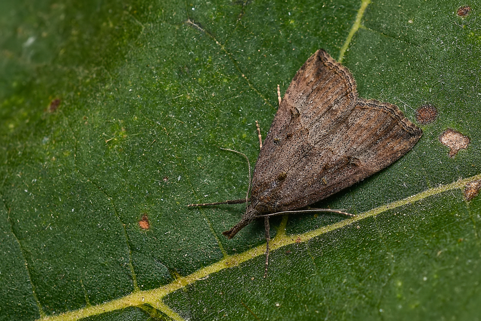 Hypena rostralis - közönséges karcsúbagoly