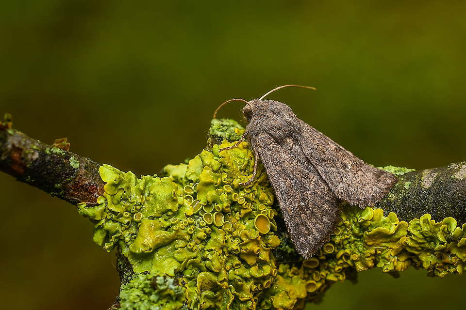 Aporophyla lutulenta - sziki őszibagoly
