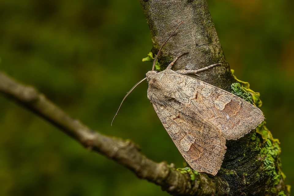 Ammoconia caecimacula - szürke őszibagoly