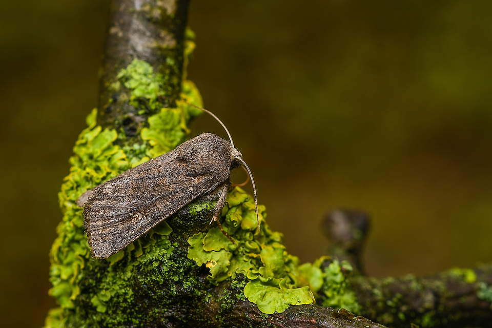 Aporophyla lutulenta - sziki őszibagoly