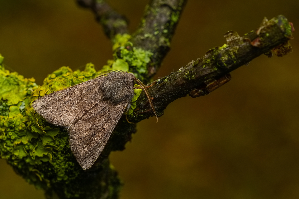 Aporophyla lutulenta - sziki őszibagoly