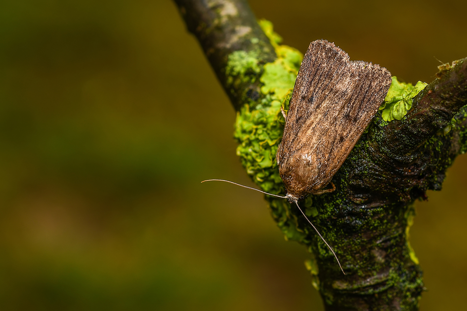 Amphipyra tragopoginis - bakszakállbagoly
