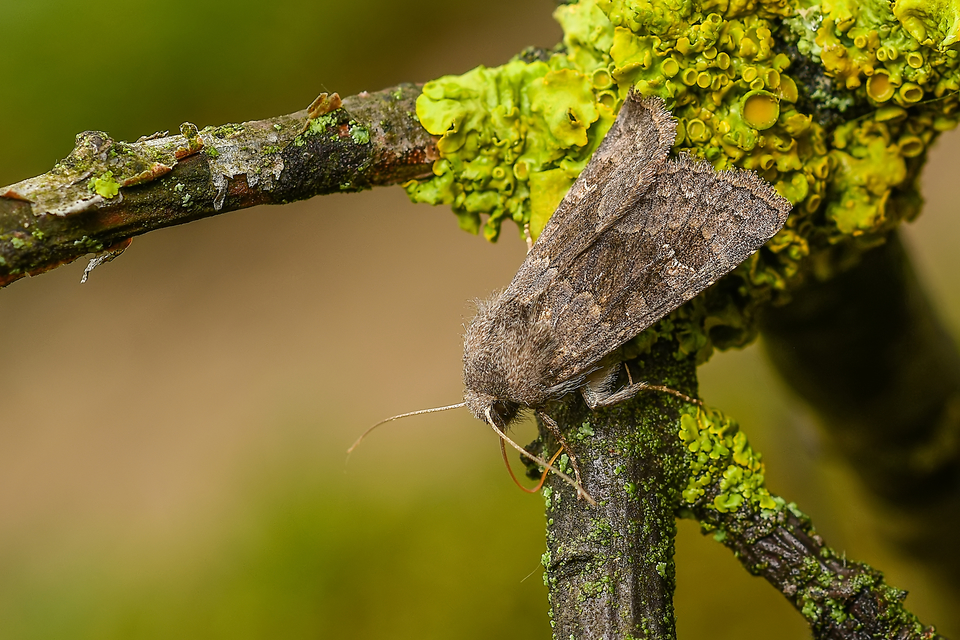 Aporophyla lutulenta - sziki őszibagoly