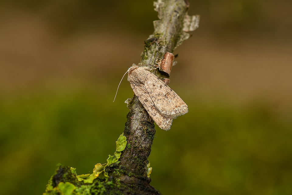Paradrina clavipalpis - közönséges selymesbagoly