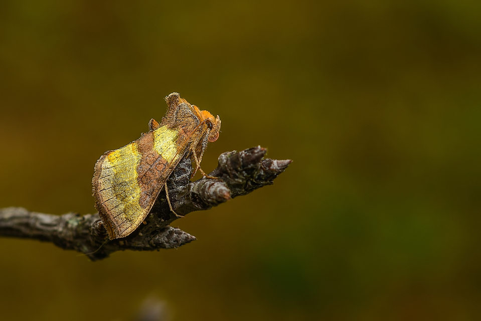Diachrysia chrysitis - aranybagoly