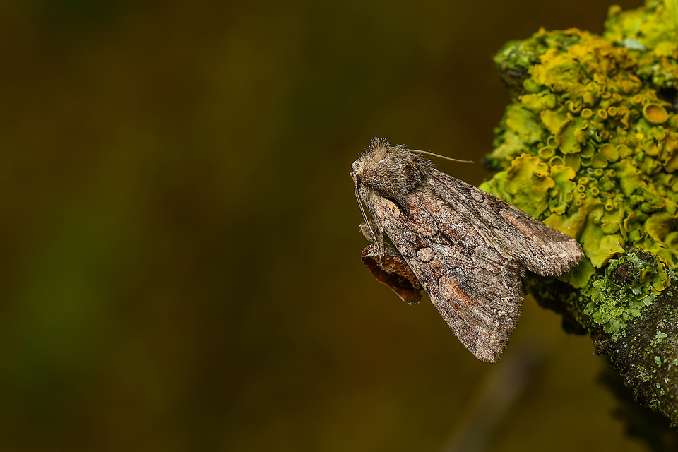 Lacanobia thalassina - borbolya-kertibagoly