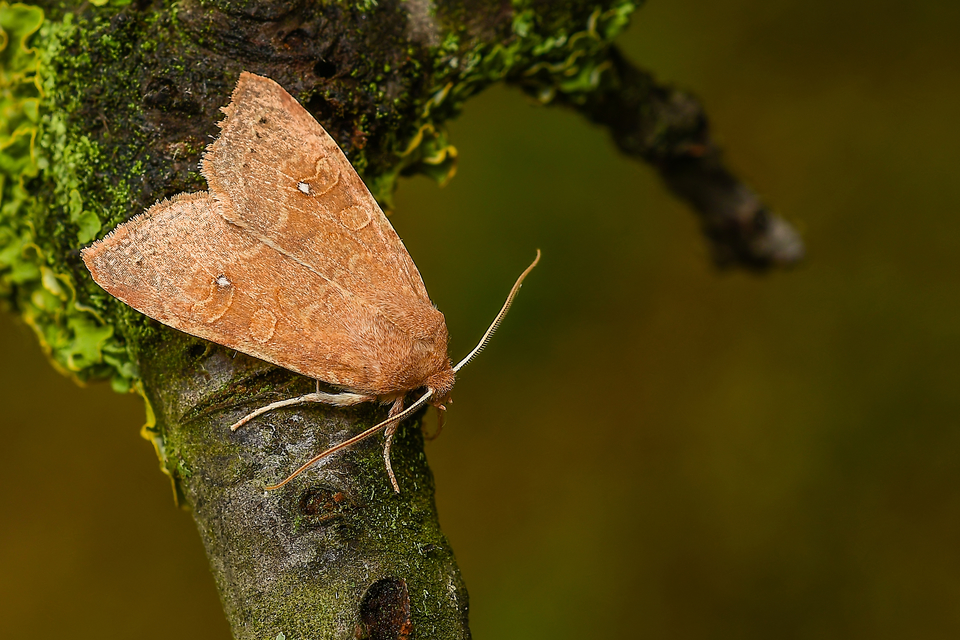 Cirrhia ocellaris - fakó sárgabagoly