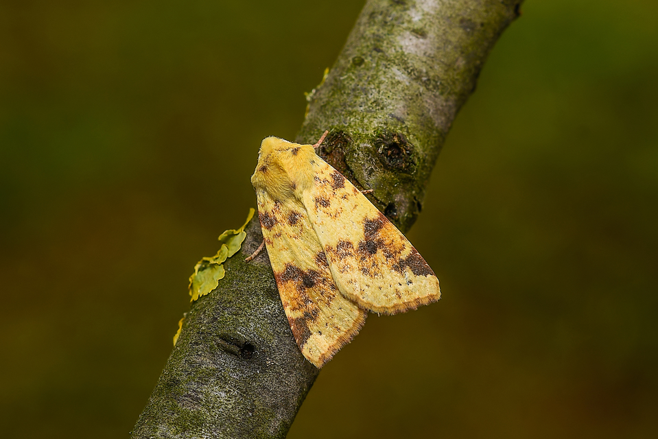 Cirrhia icteritia - nyárfa-sárgabagoly