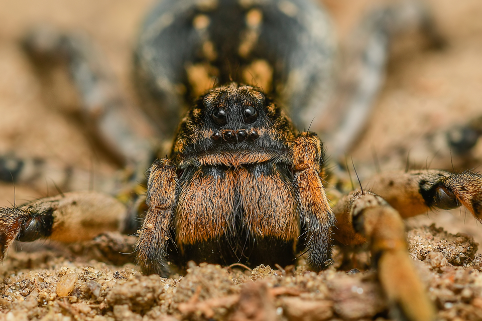 Geolycosa vultuosa - pokoli cselőpók