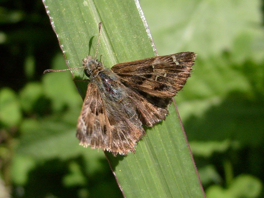 Carcharodus alceae - mályva-busalepke