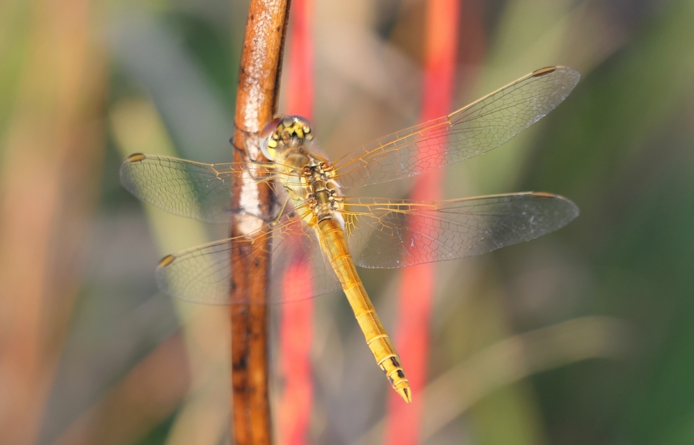 Sympetrum fonscolombii - vándor katona-szitakötő