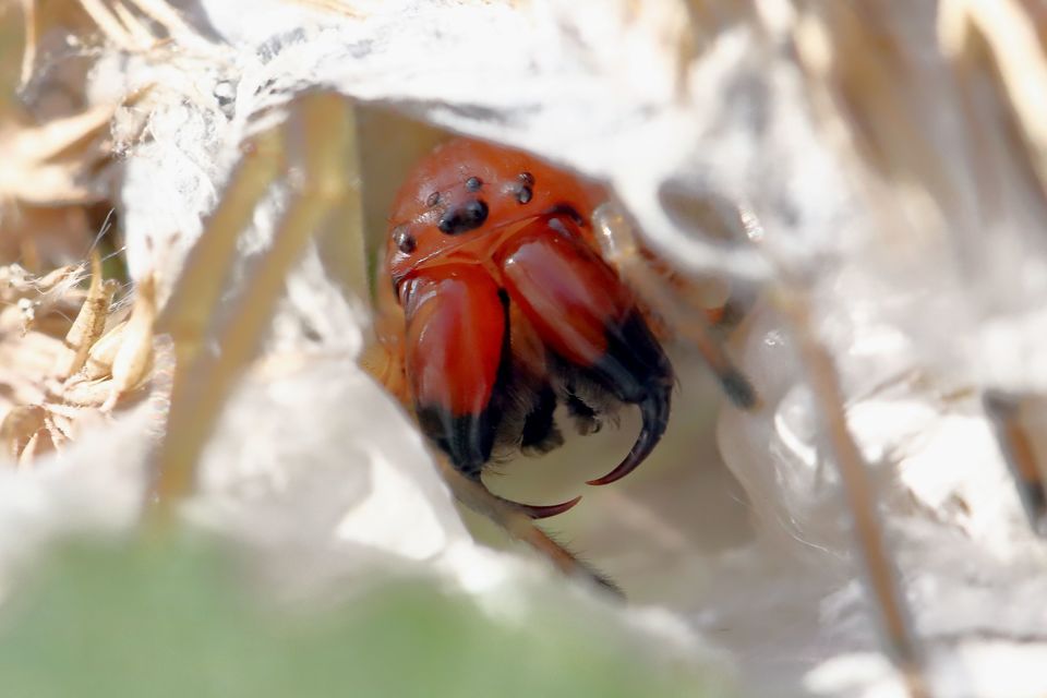 Cheiracanthium punctorium - mérges dajkapók