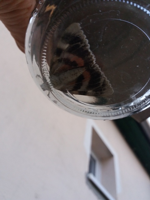 Catocala elocata - közönséges övesbagoly