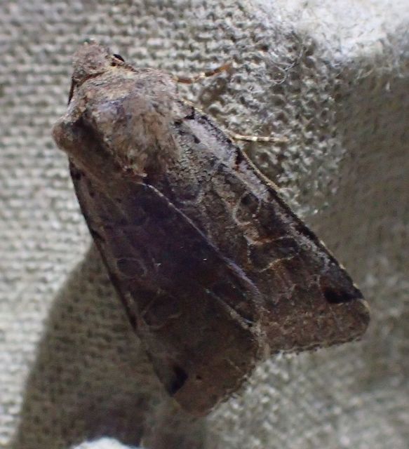 Anchoscelis litura - tarka őszibagoly
