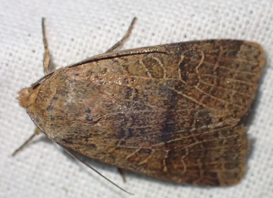 Anchoscelis nitida - rozsdabarna őszibagoly