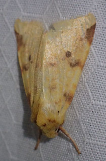 Cirrhia icteritia - nyárfa-sárgabagoly
