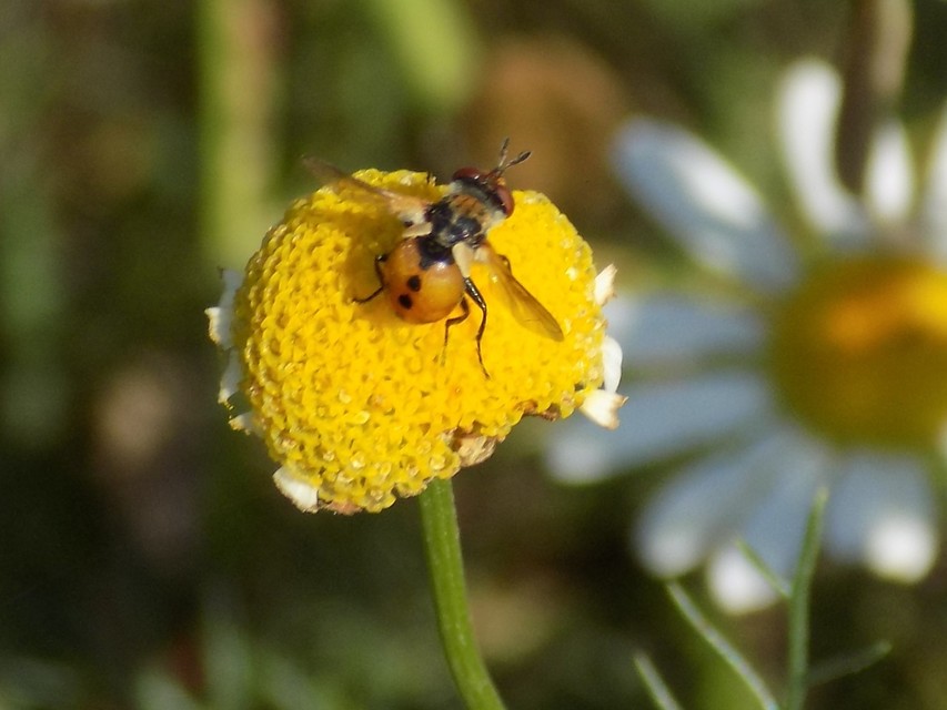 Gymnosoma