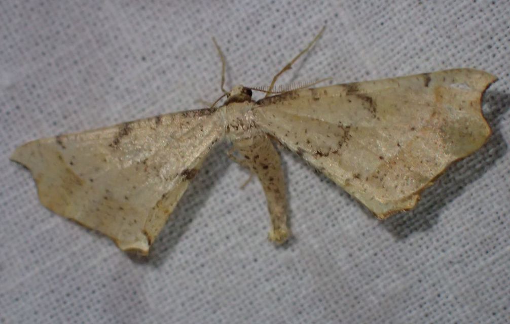 Artiora evonymaria - kecskerágó-araszoló