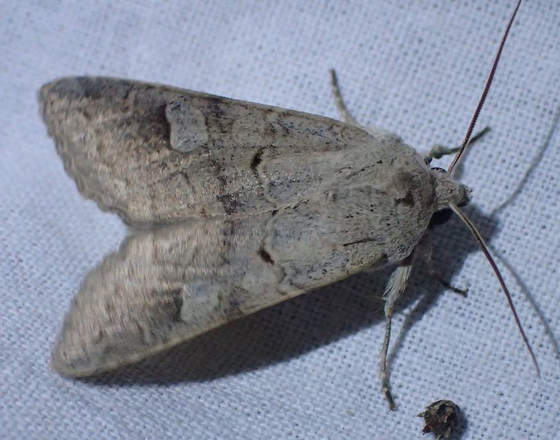 Ammoconia caecimacula - szürke őszibagoly