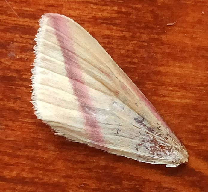 Rhodometra sacraria - rózsacsíkos araszoló
