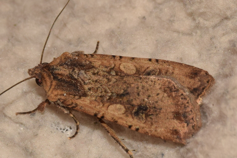 Peridroma saucia - vándor földibagoly