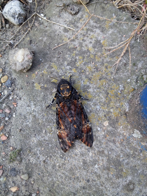Acherontia atropos - halálfejes lepke