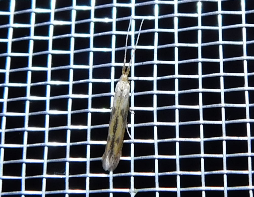 Coleophora squalorella - mocskos zsákosmoly