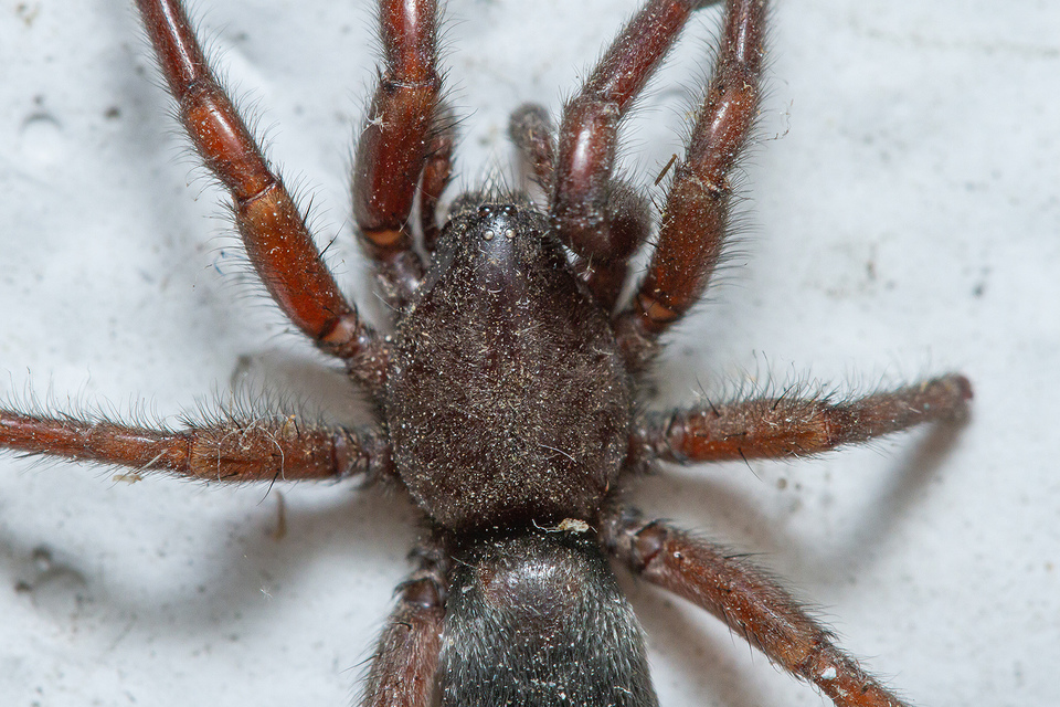 Scotophaeus