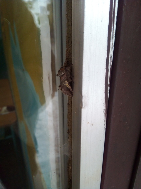 Diloba caeruleocephala - őszi kékesbagoly