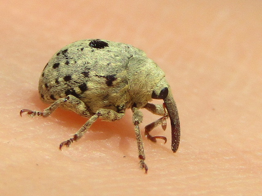 Cionus thapsus - kis ökörfarkkóró-gömbormányos
