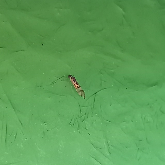 Graphopsocus cruciatus