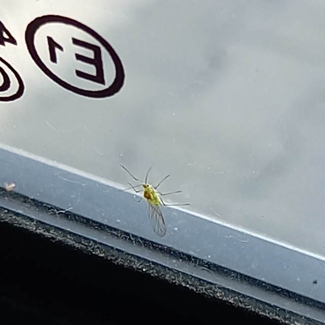 Aphididae - valódi levéltetvek
