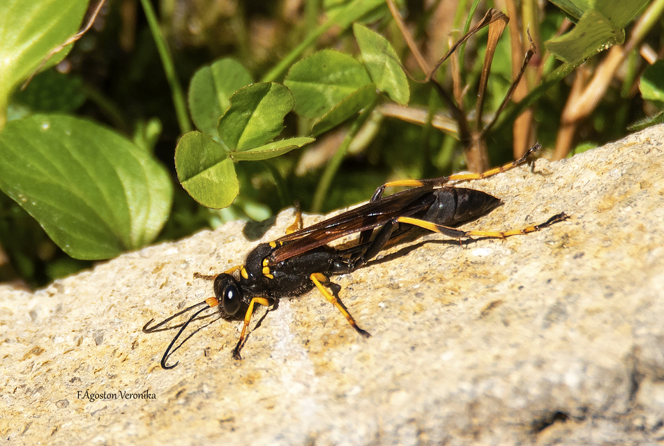 Sceliphron caementarium - feketenyelű lopódarázs