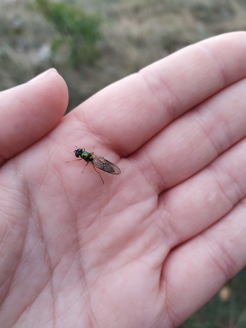 Sargus bipunctatus - kétpettyes fémeslégy