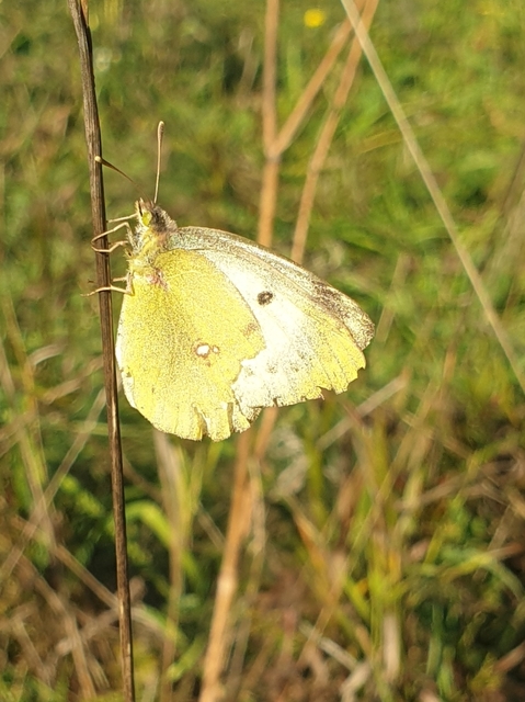 Colias alfacariensis - déli kéneslepke