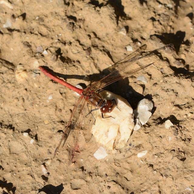 Sympetrum vulgatum - barkós katona-szitakötő