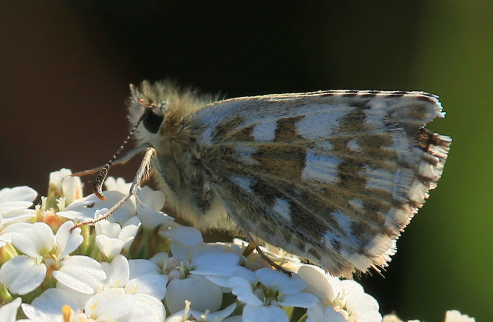 Pyrgus armoricanus - feles busalepke
