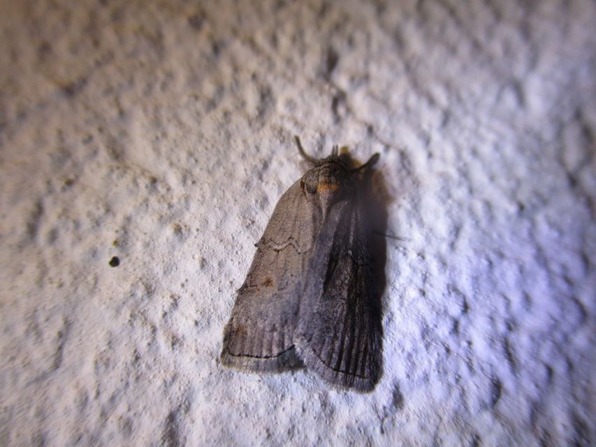 Nycteola asiatica - nyárfa-trapézbagoly