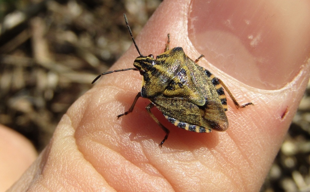 Carpocoris