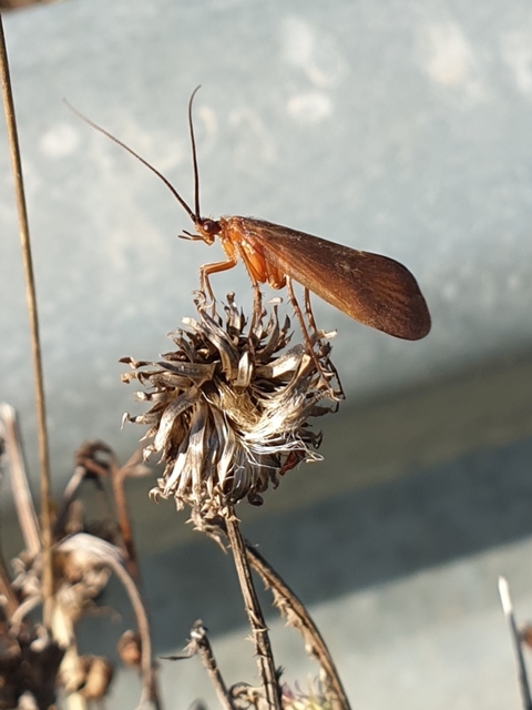 Limnephilidae