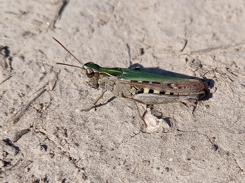 Omocestus rufipes - vöröshasú tarlósáska