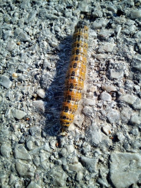 Phalera bucephala - sárgafoltos púposszövő