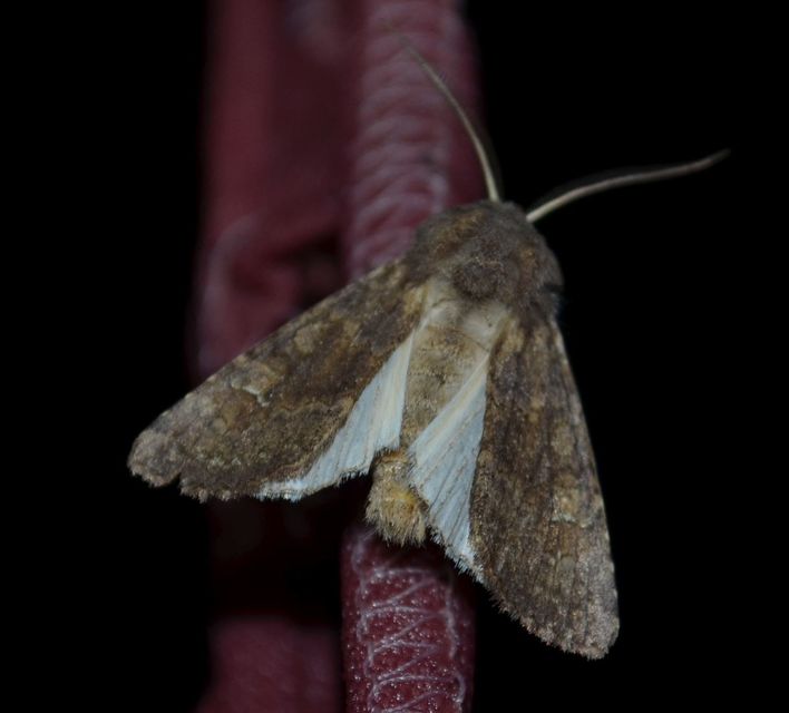 Aporophyla lutulenta - sziki őszibagoly
