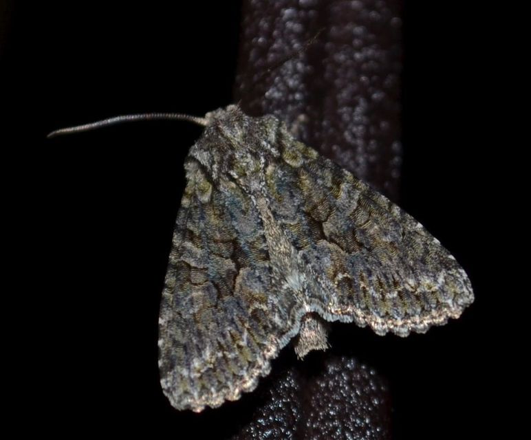 Dryobotodes monochroma - szürke tölgybagoly