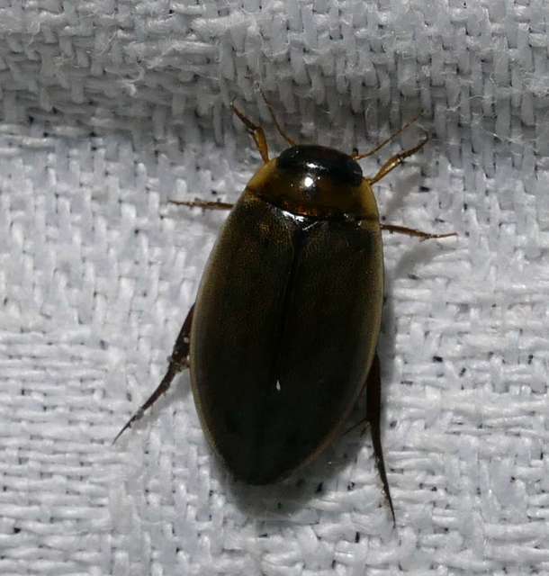 Rhantus suturalis - gyakori particsíkbogár